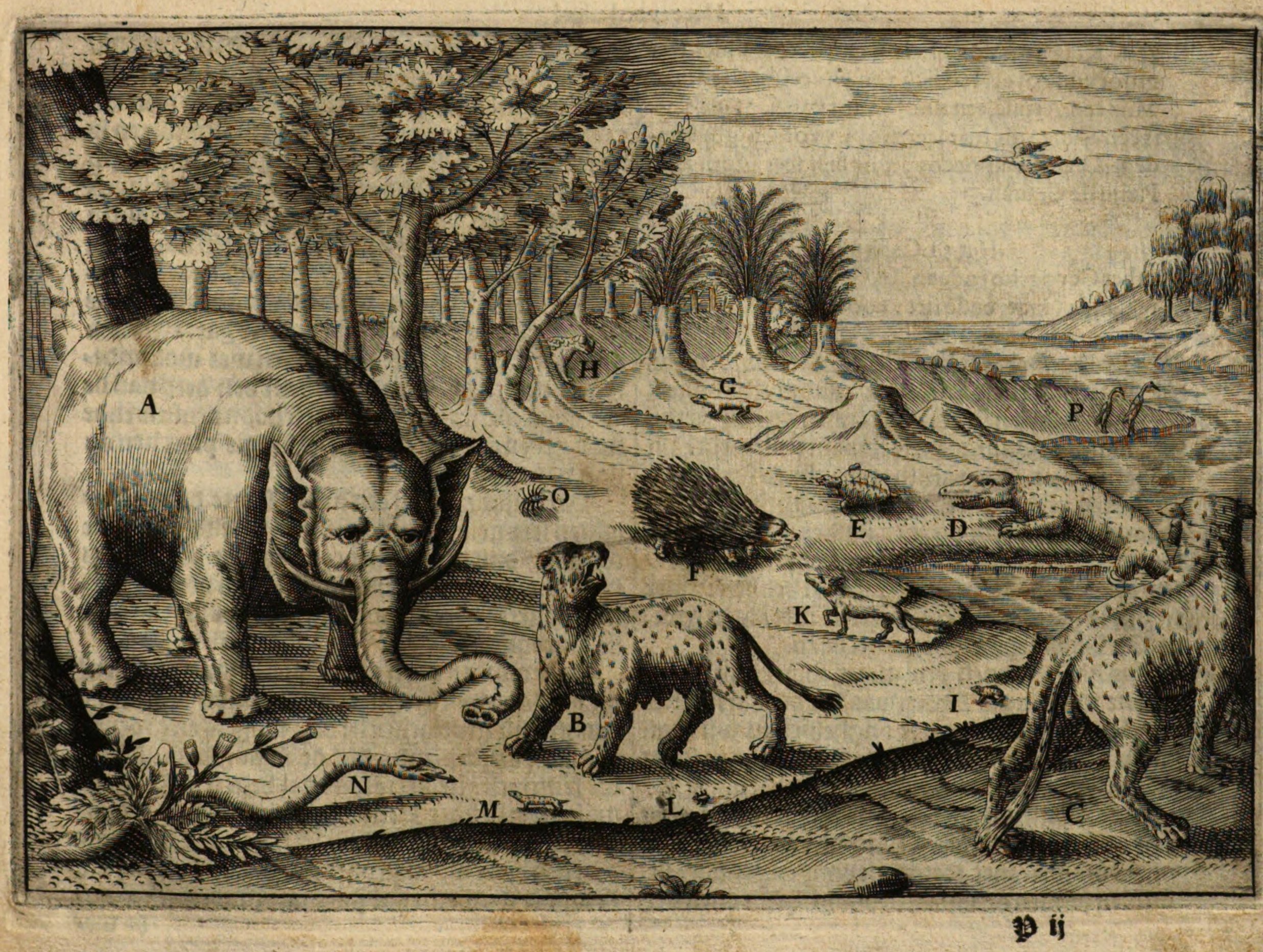 Marees 1617 Guinea
