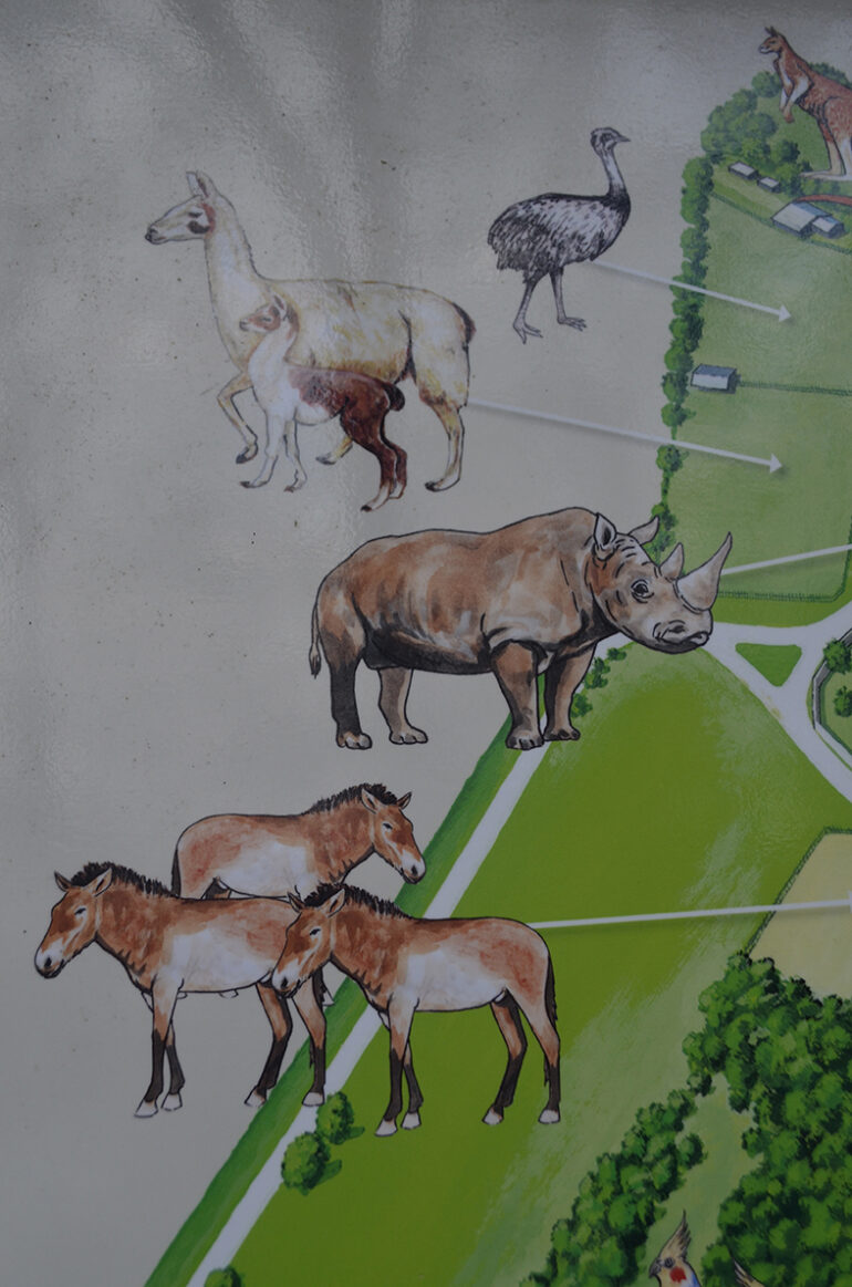 Rhino icon (C. simum) on the map of the Bratislava zoo.