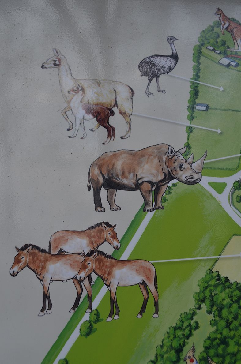 Rhino icon (C. simum) on the map of the Bratislava zoo.