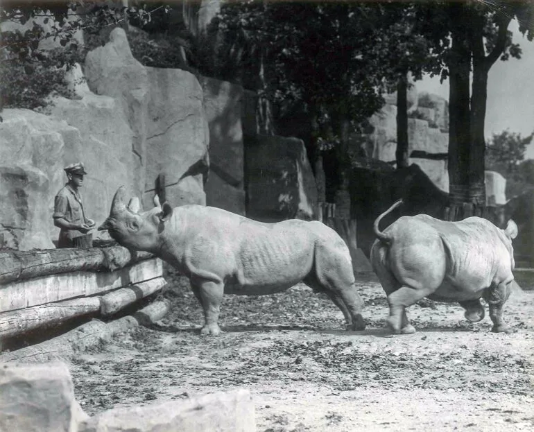 Mary and Pharaoh at the Brookfield Zoo — Rhino Resource Center