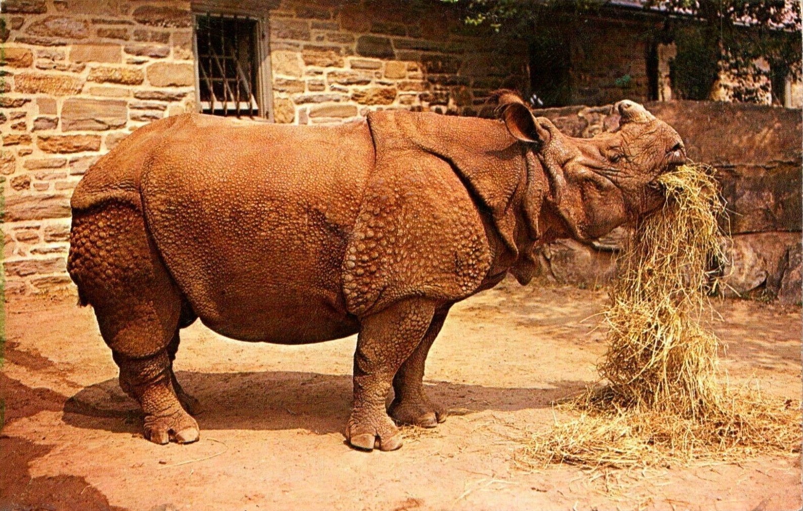 Kanaklota at the Philadelphia Zoo