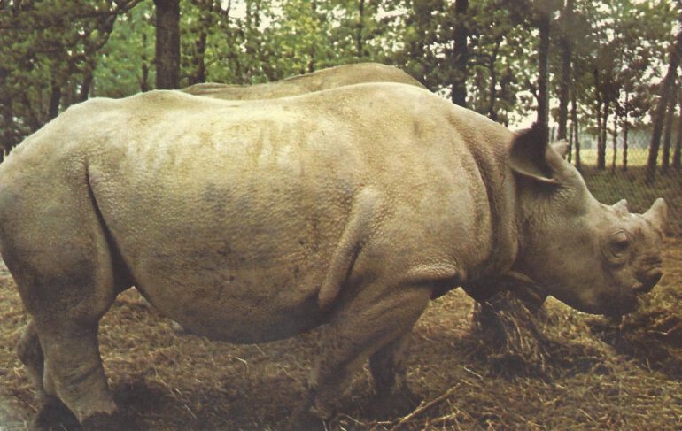 Bertha and Bruno at the North Carolina Zoological Park