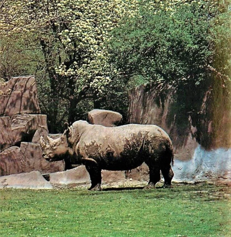 White rhinoceros from Natal at Brookfield Zoo — Rhino Resource Center