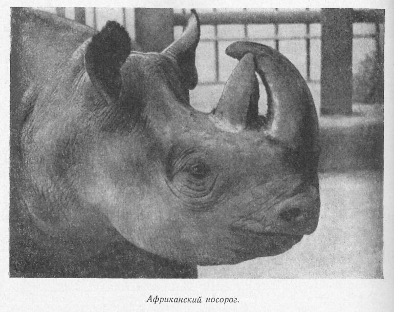 Black rhinoceros at Moskovskii Zoologicheskii Park