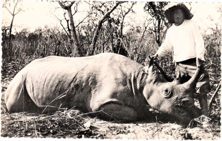 Western Black rhinoceros in Cameroon