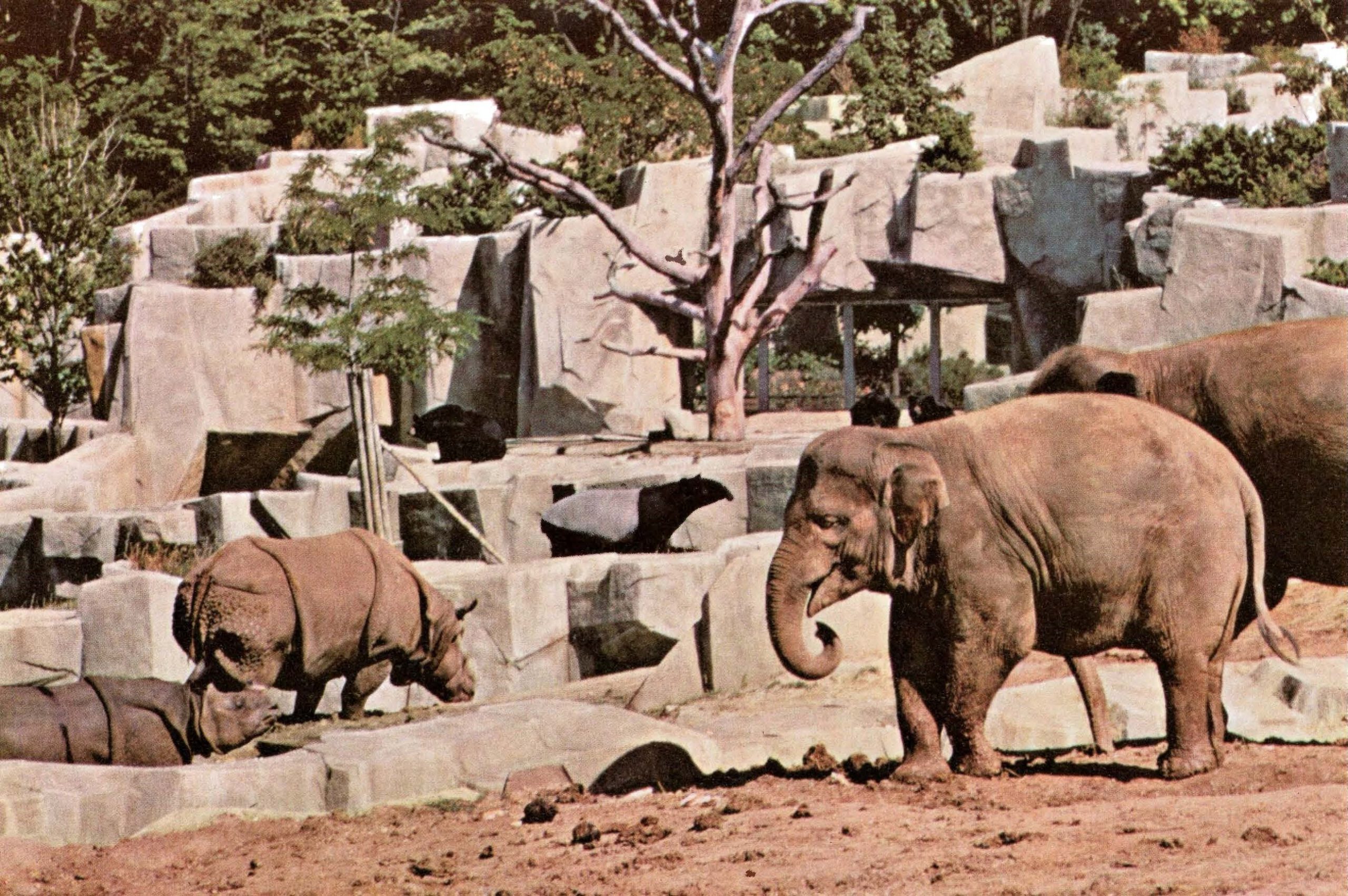 Indian rhinos in the Milwaukee County Zoo