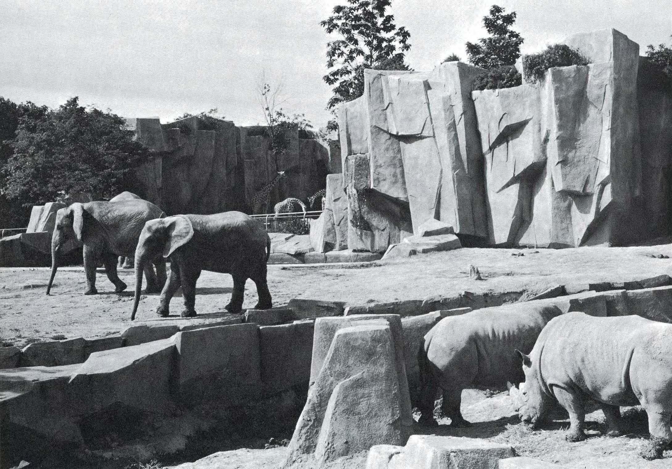 White Rhinoceros in Milwaukee County Zoo