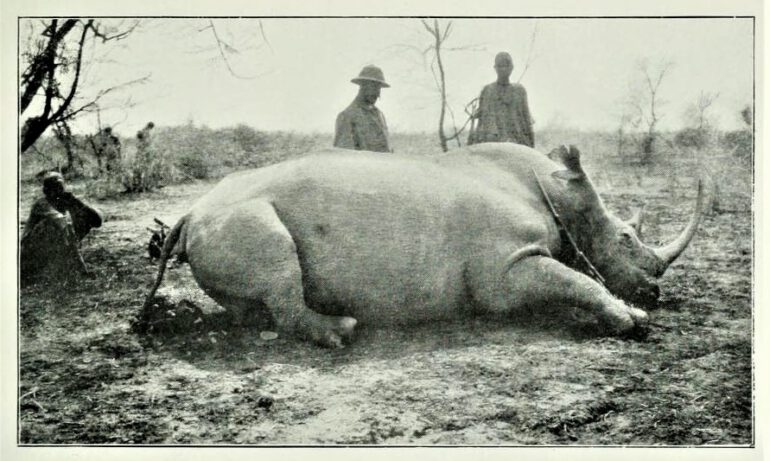 Solvay 1907 Nile Rhinoceros