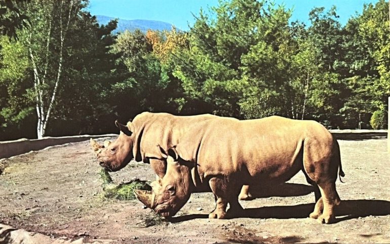 Southern White rhinos at Catskill Game Farm, Catskill, New York