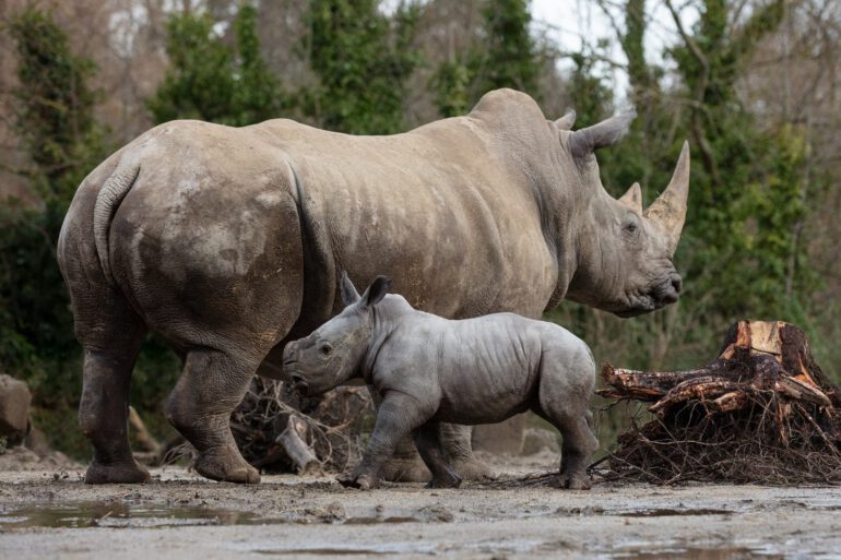 The 2023 Ceratotherium simum new born at the Dublin Zoo