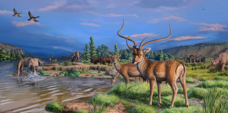 Stephanorhinus hemitoechus in its palaeoenvironment