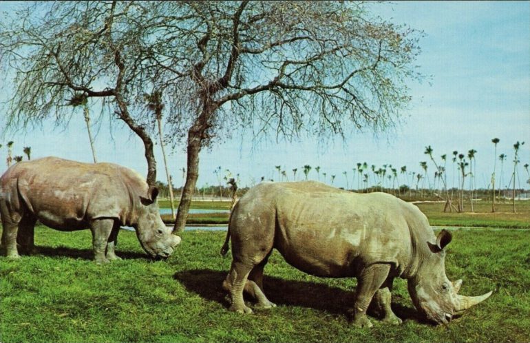 Southern White rhinos on the ‘Africa Veldt’ at Busch Gardens, Tampa, Florida