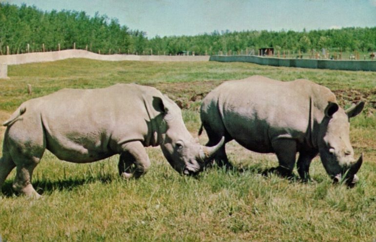 Southern White rhinos at Alberta Game Farm near Edmonton, Canada