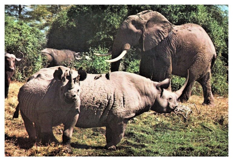 Black rhinos stand their ground at Amboseli NP, Kenya
