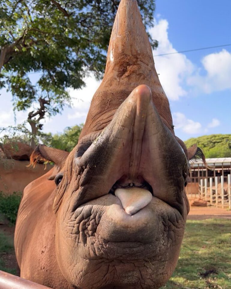 A female Eastern black rhino at the Honolulu Zoo