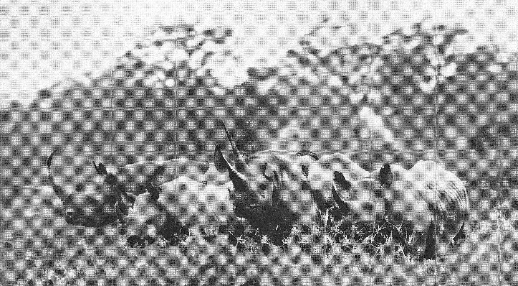Long-horned Black rhinoceros cow at Amboseli National Park