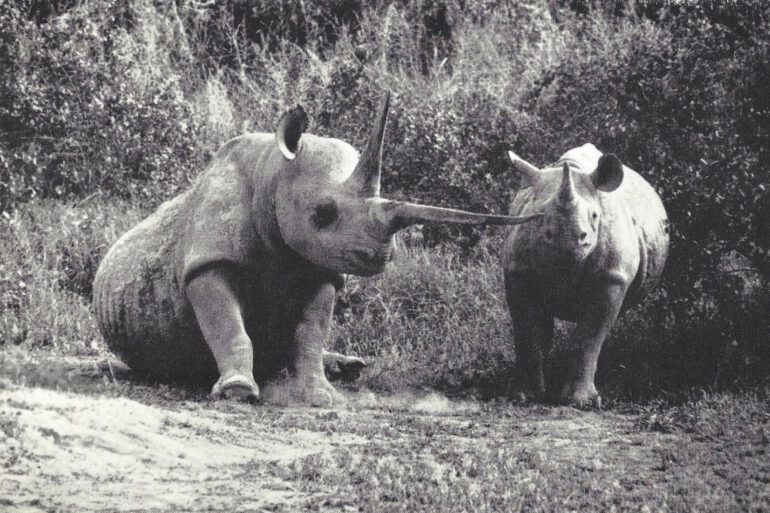 “Number One” a Black rhinoceros cow in Amboseli National Park