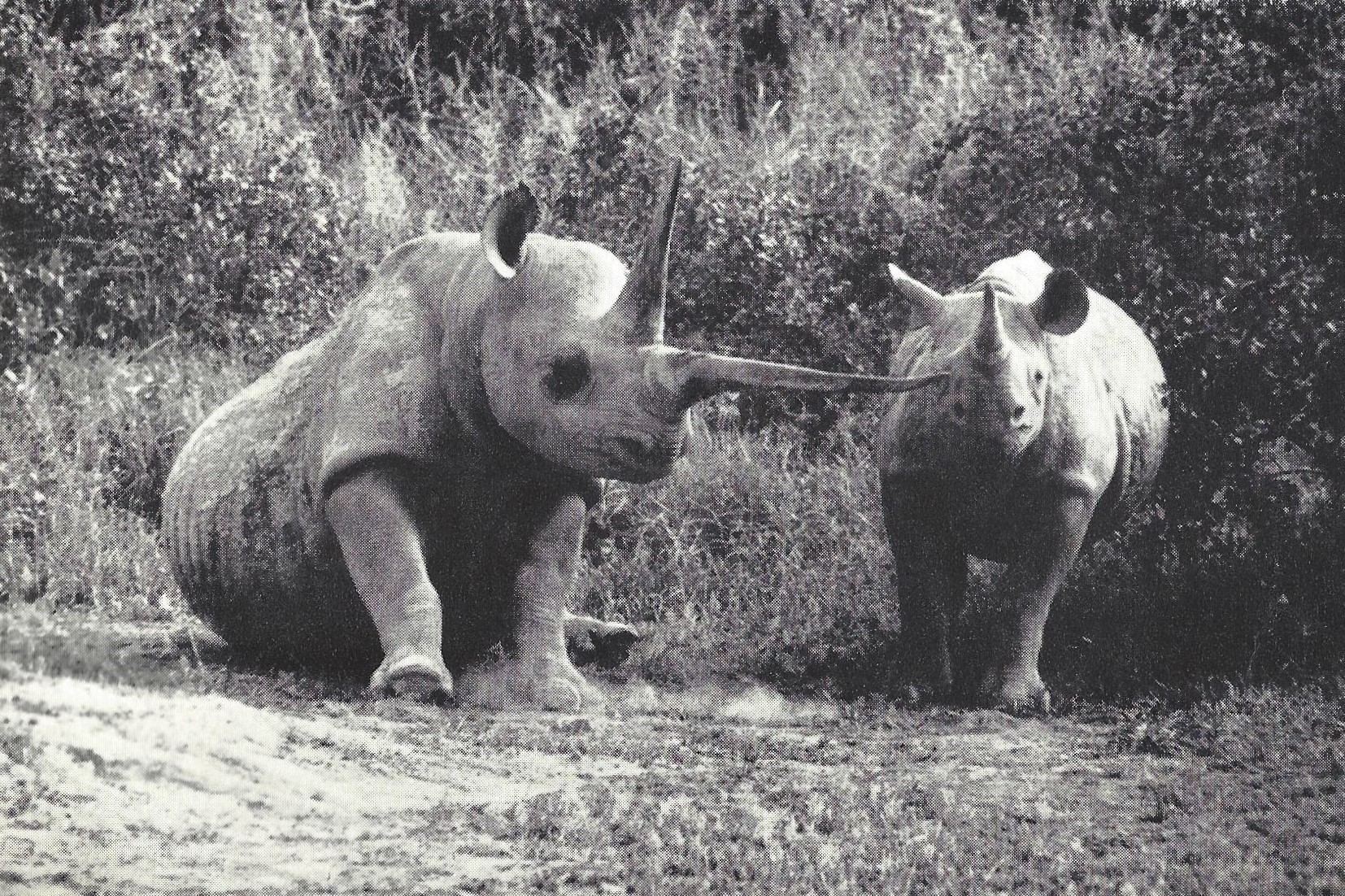 Number One: Black rhinoceros cow in Amboseli National Park
