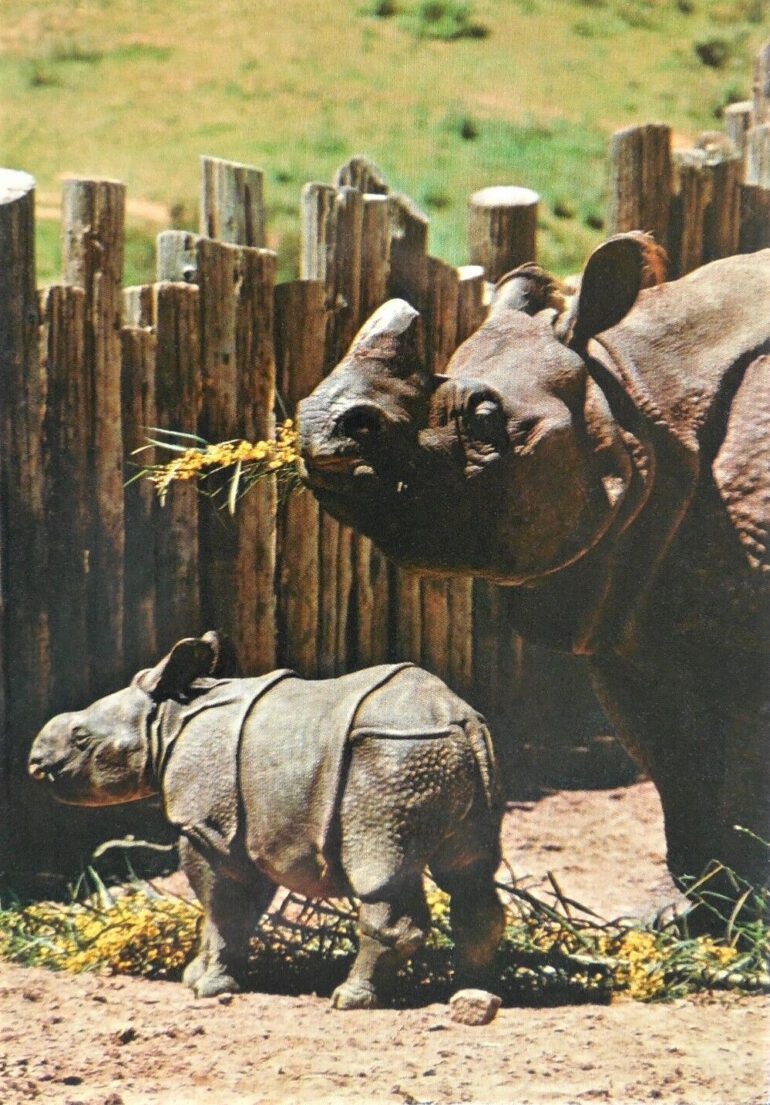 Indian rhinoceros cow “Jaypuri” and calf at San Diego Wild Animal Park