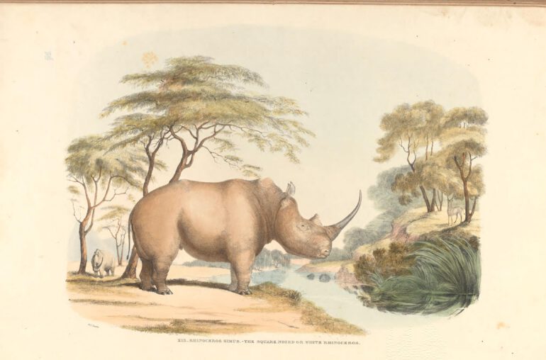 “Rhinoceros Simus” – the square nosed or White rhinoceros