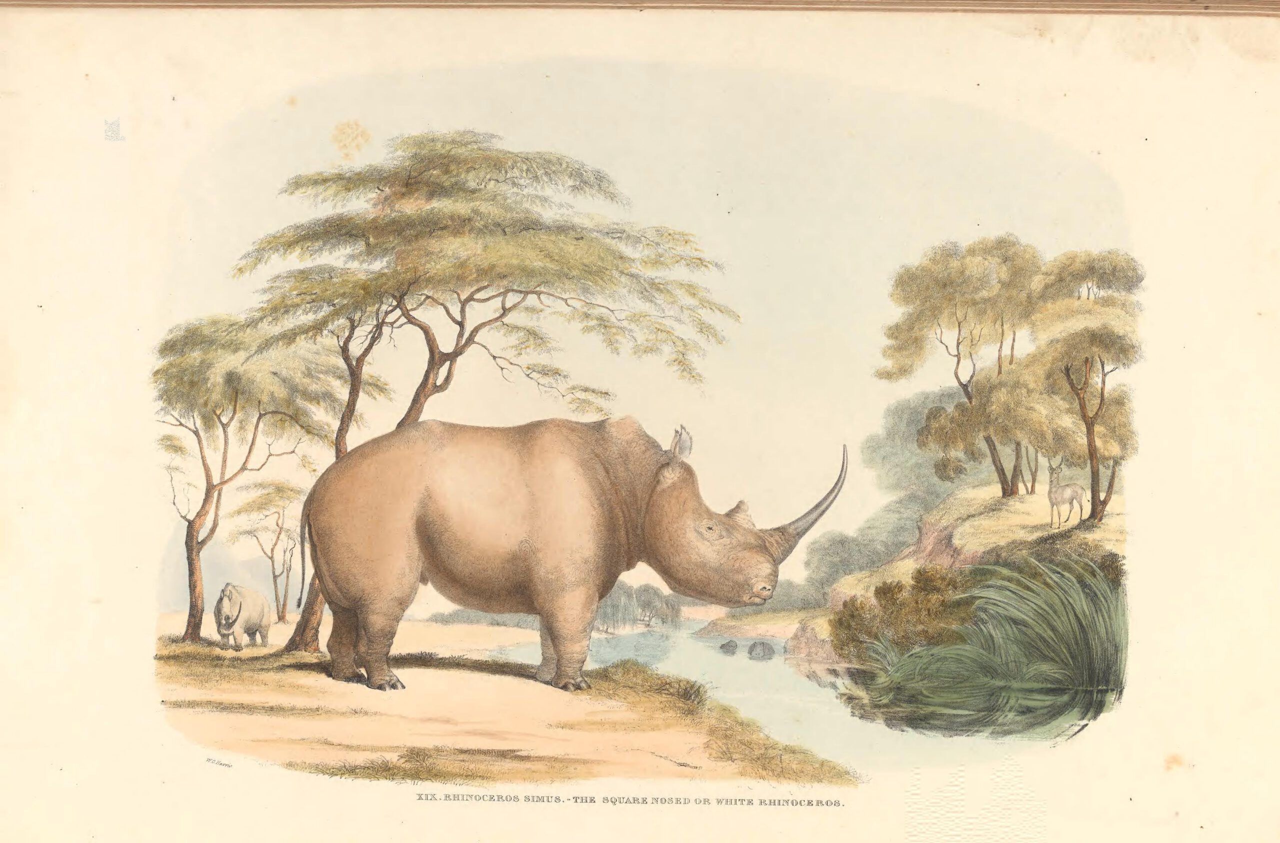 “Rhinoceros Simus” – the square nosed or White rhinoceros