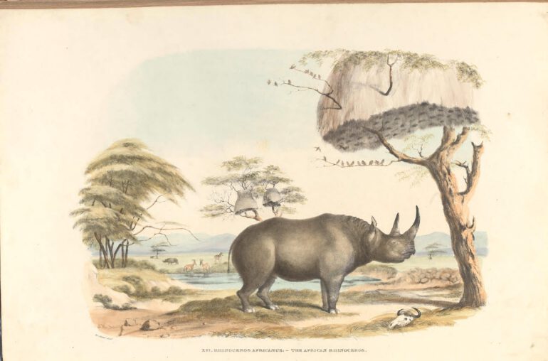 “Rhinoceros Africanus” – the African (Black) rhinoceros