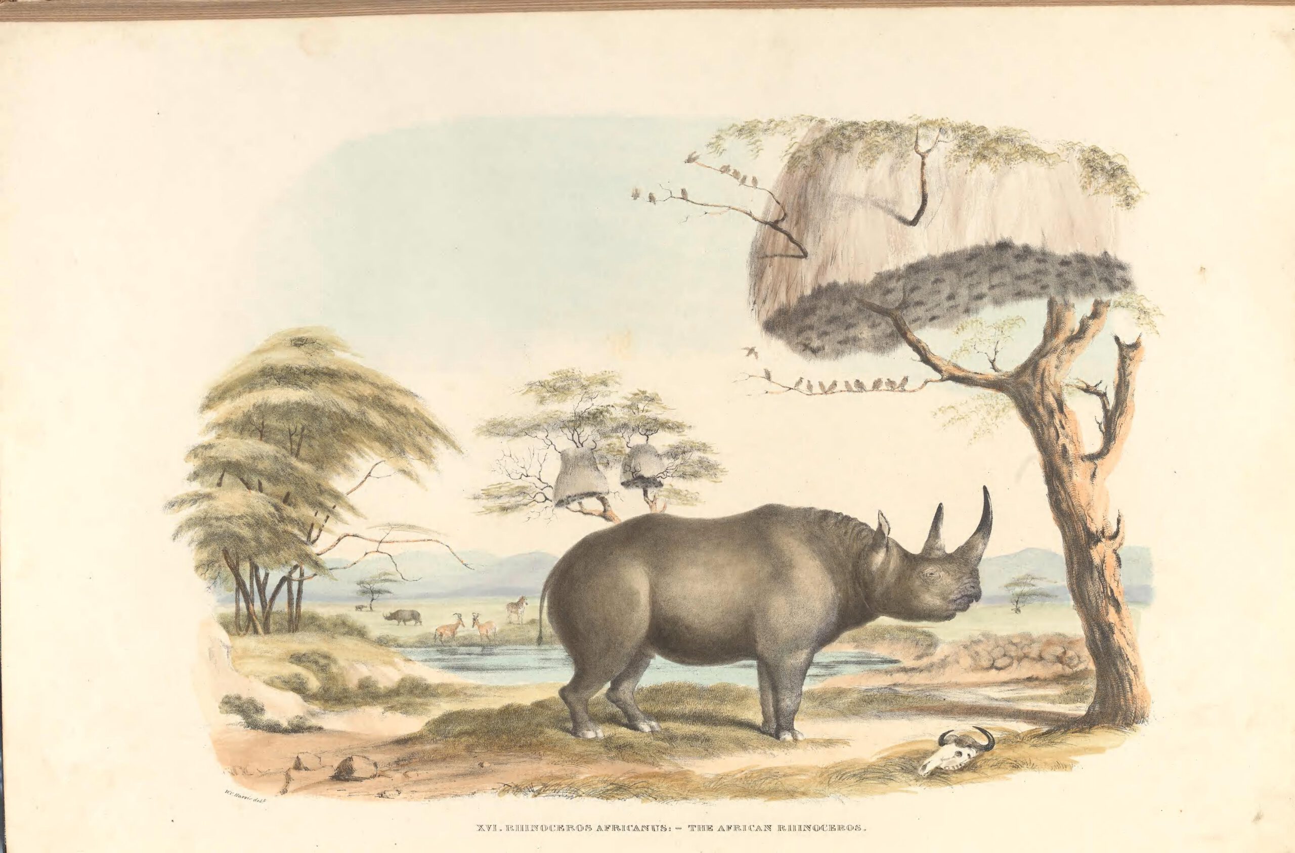 “Rhinoceros Africanus” – the African (Black) rhinoceros