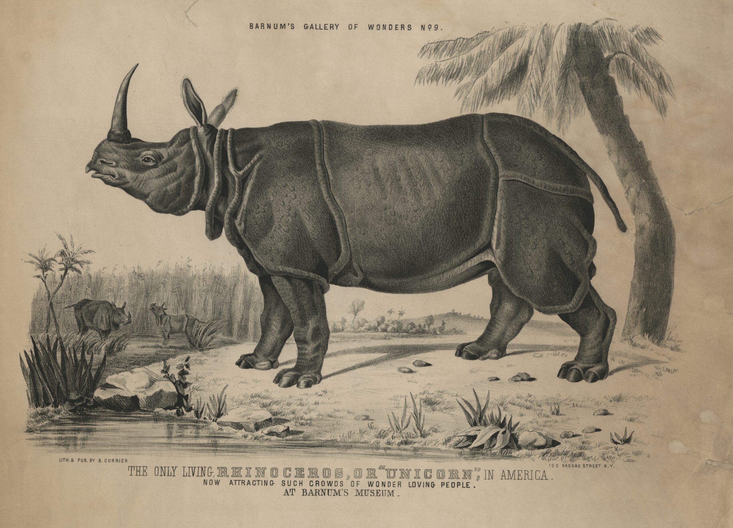 Barnum Living Unicorn in America