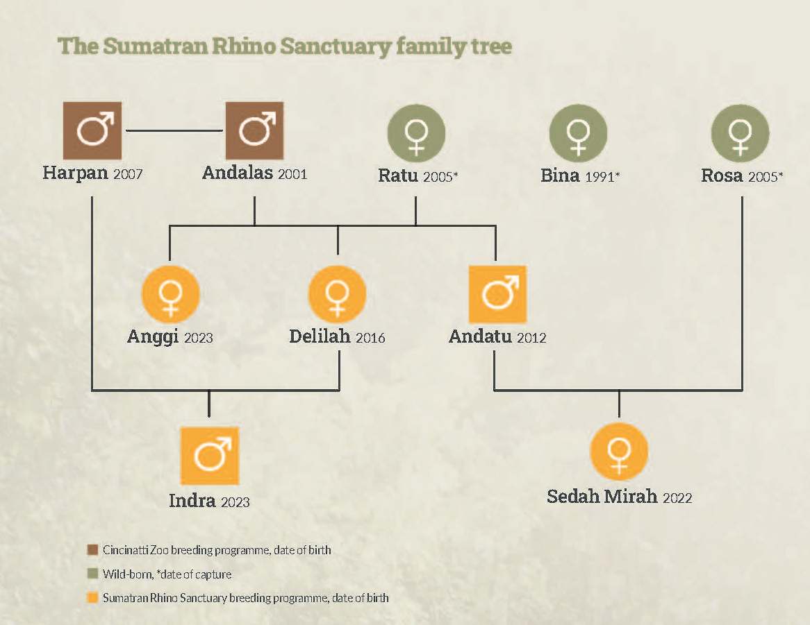 Way kambas family tree