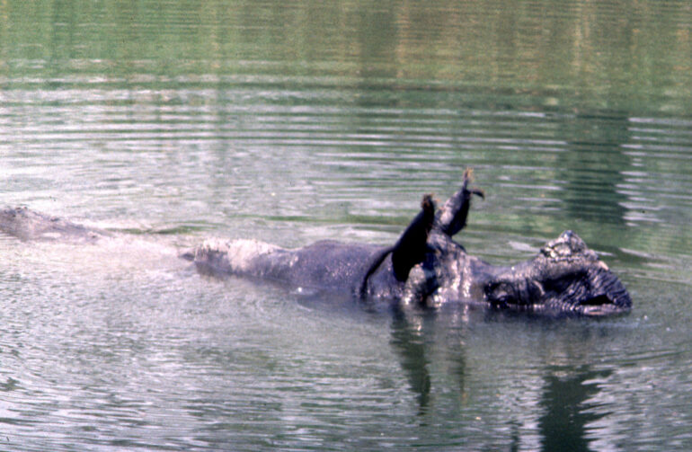 River Reu, Chitwan