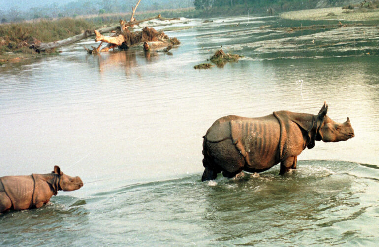 Rhinos in Reu River Nepal