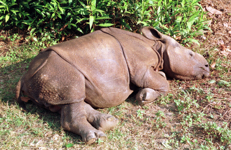 Baby rhino in Chitwan