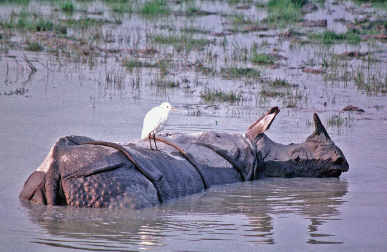 Kaziranga rhino with egret