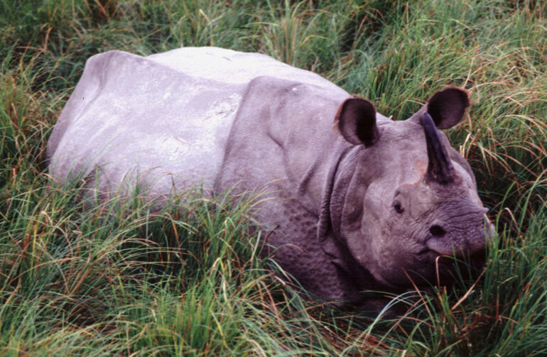 Kaziranga rhino 1994