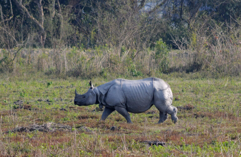 Indian rhino in Kaziranga