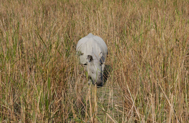 Front view Indian rhino