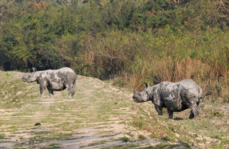 Kaziranga female and calf