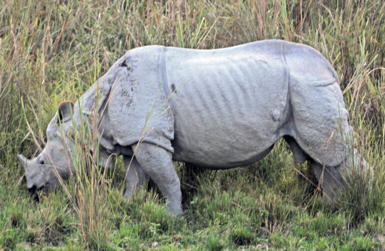 Rhino with natural scars