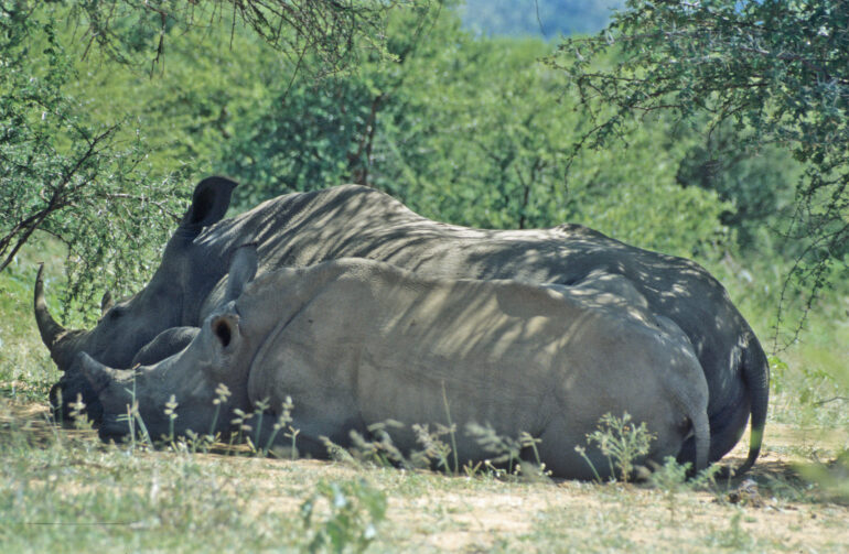 White rhino sleeping