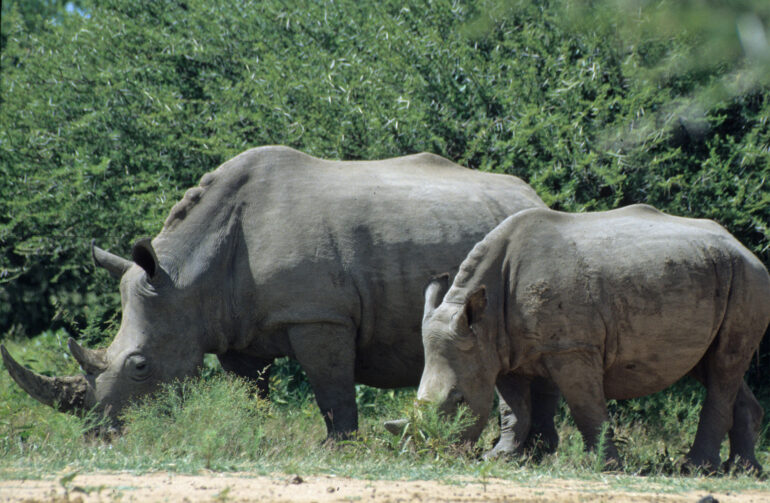 White rhino mother and calf