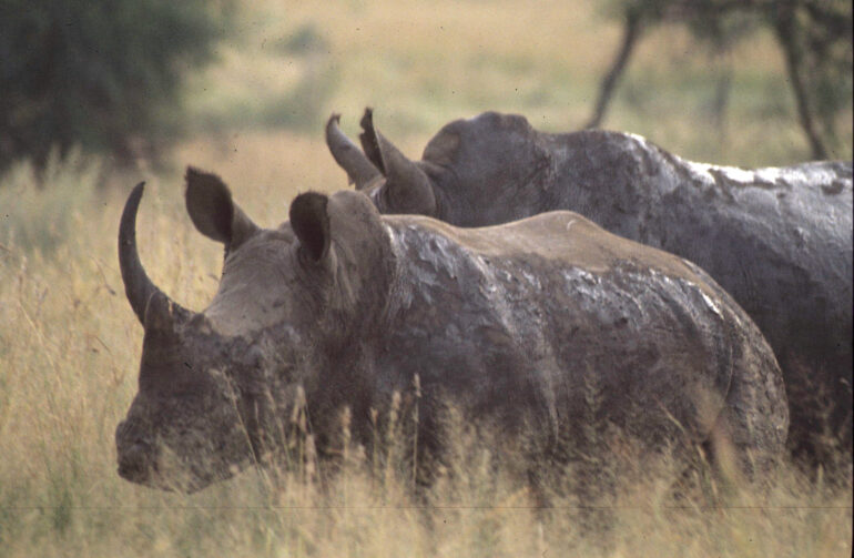 White rhino at Pilanesberg
