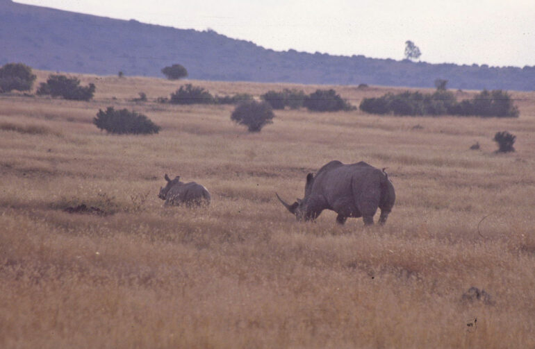 White rhino in Free State