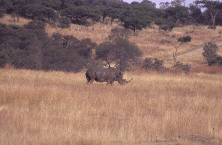White rhino at Spioenkop