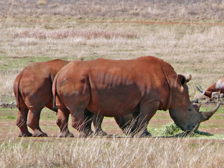 Rhino in Rietvlei