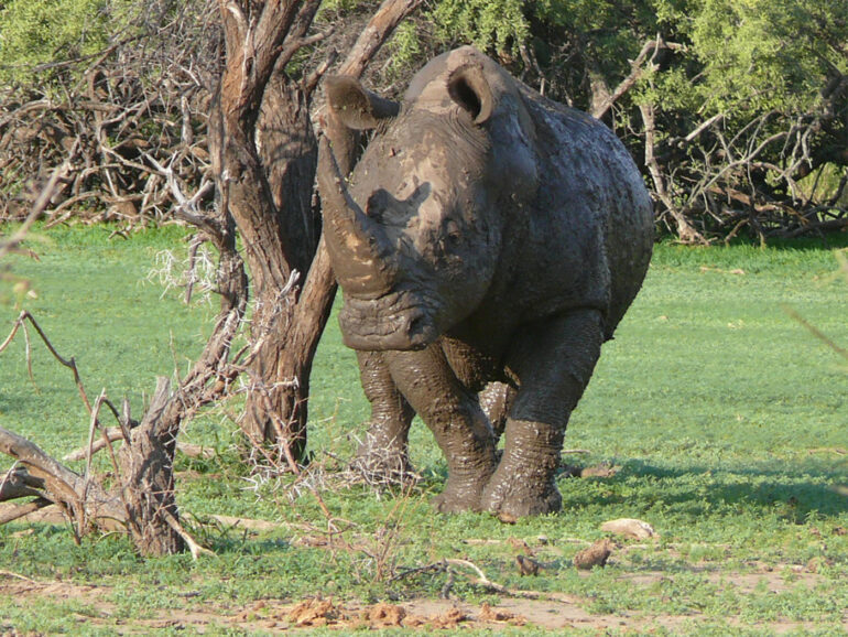 White rhino in Mapungubwe