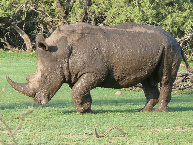 White rhino in Mapungubwe 2