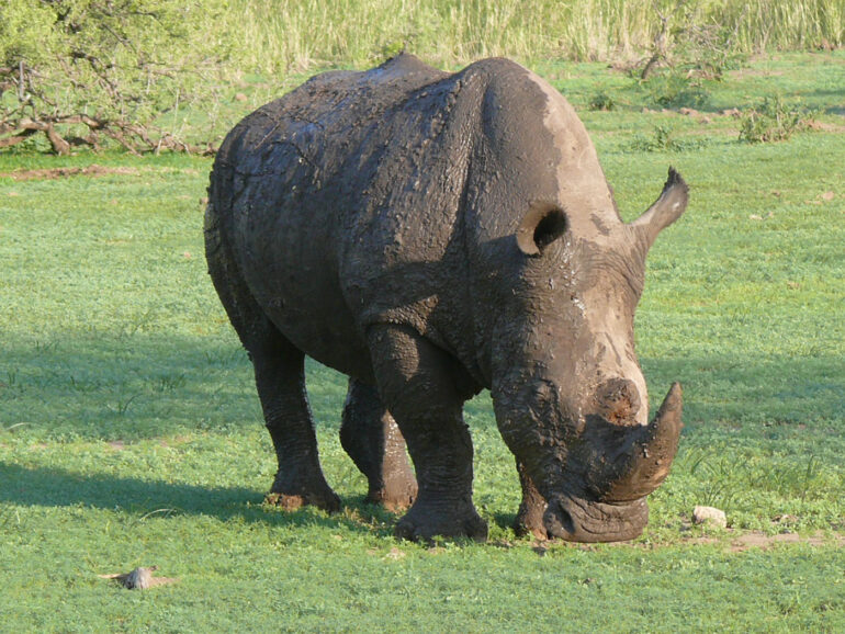 White rhino in Mapungubwe 3