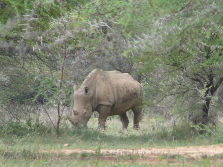 White rhino in Marakele