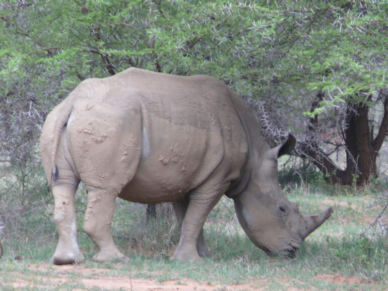 White rhino in Marakele 2