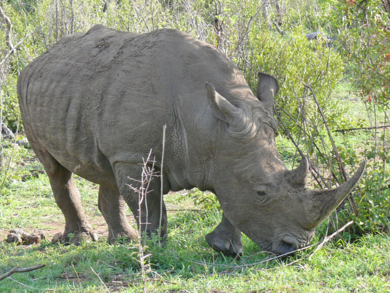 White rhino in Pilanesberg 1